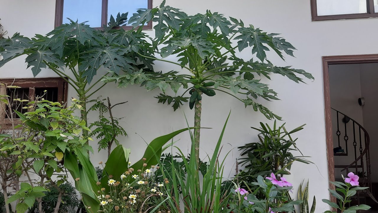 Best Fruit Plants Grow at Home Easily/Make Free Liquid Fertilizer