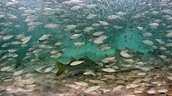 Dania Beach Snook and Bait Bonanza! Happy Bait?