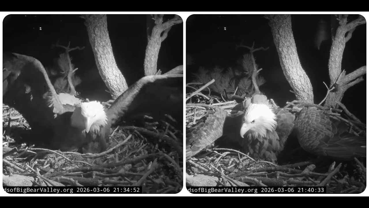 Shadow's wing beats 06.03.2026 @FOBBVCAM