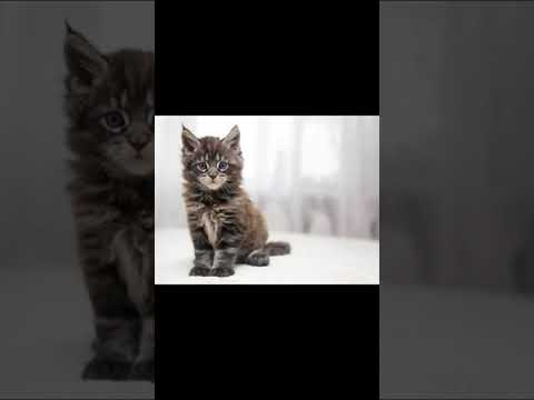 Video: Mainské Mývalí Kočky A Děti: Skvělá Kombinace