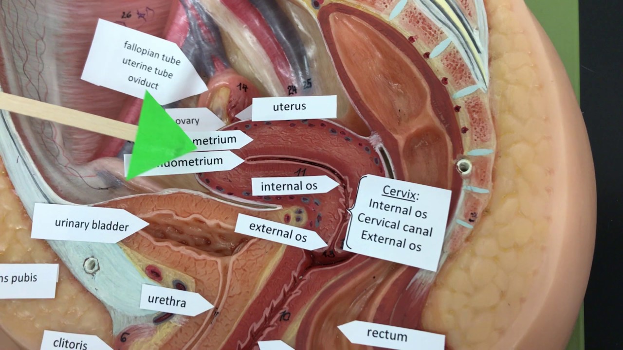 Ccc Online Biology Lab Female Reproductive System Youtube