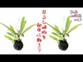自分で作る“吊るし植物”を部屋に飾ろう！【動画de講座vol.03】
