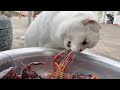 好奇心害死猫 猫咪玩龙虾一秒没注意就被反杀 随后反应主人笑喷 好奇心害死猫 猫咪玩龙虾一秒没注意就被反杀 随后反应主人笑喷