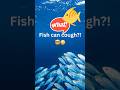 Fish can cough?! #FishFacts #DidYouKnow #MindBlown #AnimalFacts #Shorts #ScienceFacts #ViralShorts