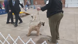 Best of Breed Competition  Wheaten Terriers