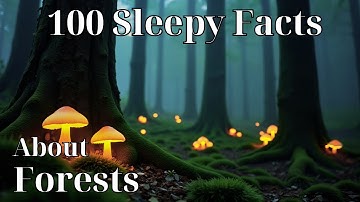 100 Relaxing Forest Facts to Fall Asleep To  Science For Sleep