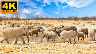 4K African Wildlife: Etosha National Park - Real Sounds of Africa - 4K Video Ultra HD