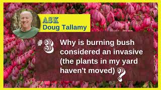 Why is burning bush considered an invasive?