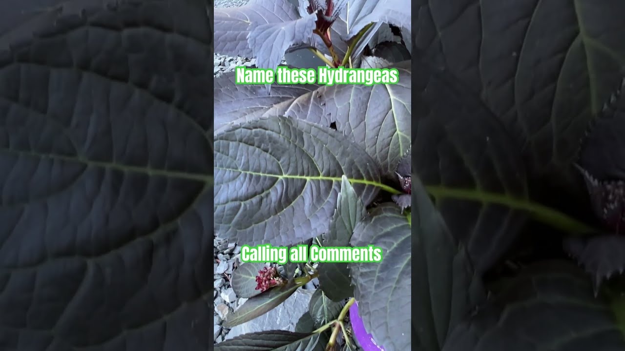 Hydrangeas Are Taking Over At Brook Pond Play The Name Game