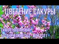 #Симферополь ЦВЕТЕНИЕ САКУРЫ. ЛАБИРИНТ.ЦВЕТОЧНЫЙ РАЙ. БЕСПЛАТНО.#ботаническийсад#прогулкаперваячасть