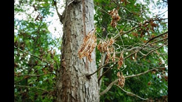 How to Spot the Warning Signs: Dead, Dying or Hazardous Trees