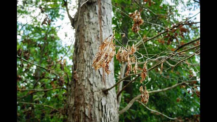 How to Spot the Warning Signs: Dead, Dying or Hazardous Trees