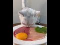 Cat food: Little cat is my antidote, so cute