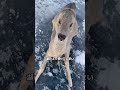 冬の湖