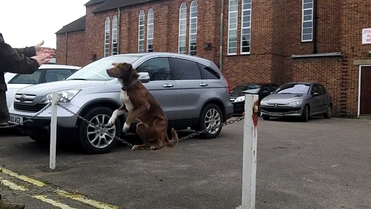 Dog chain surfing - Original