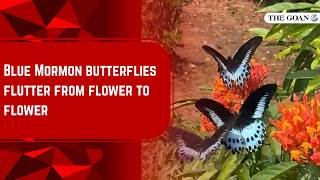 Blue Mormon butterflies flutter from flower to flower