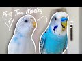 My Budgie's Partner Died So I Got Him A New One | First Time Meeting!