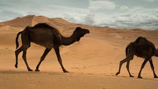 Camels Walking In The Desert - Background Video