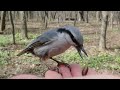 Ещё одно видео об уникальном поползне / Another video about a unique bird