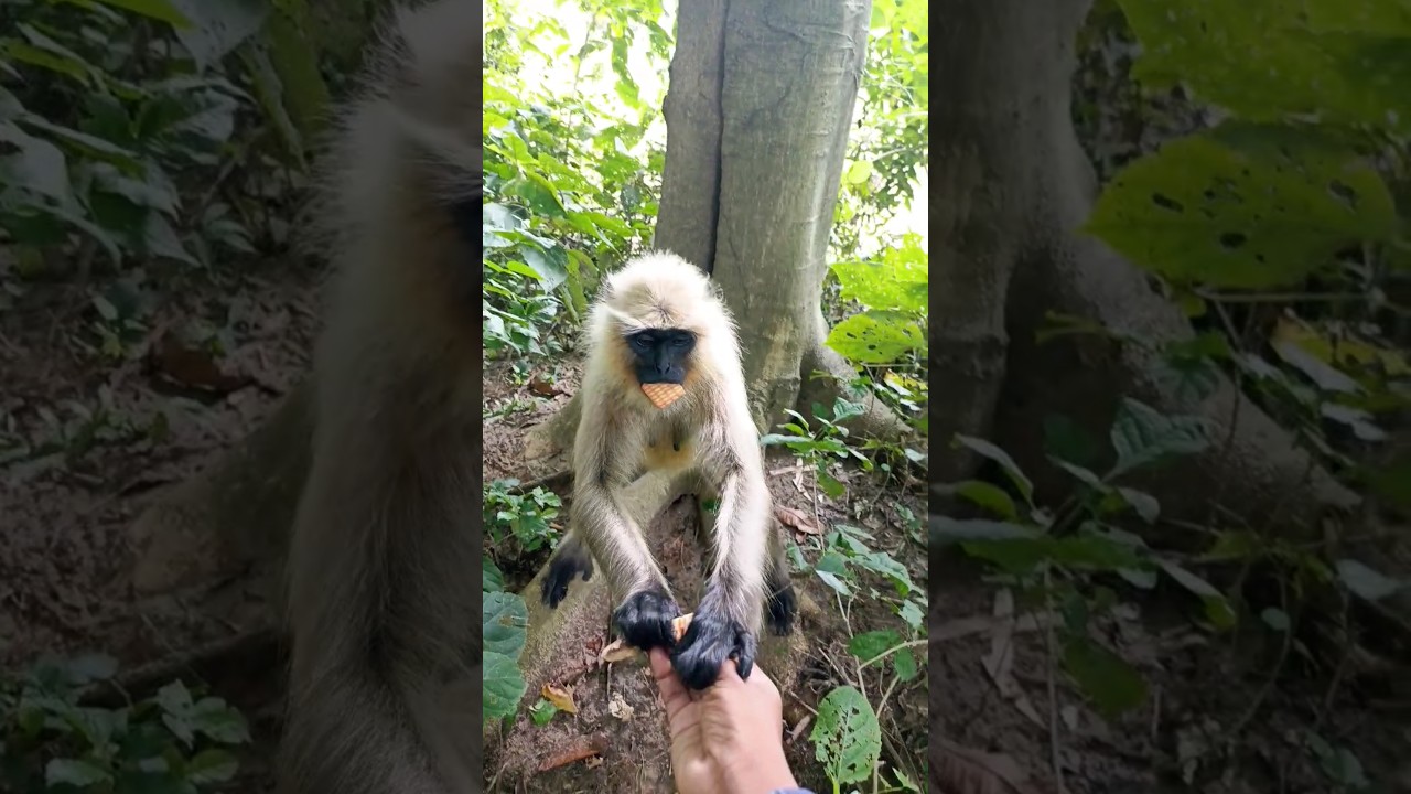 calm monkey meditation