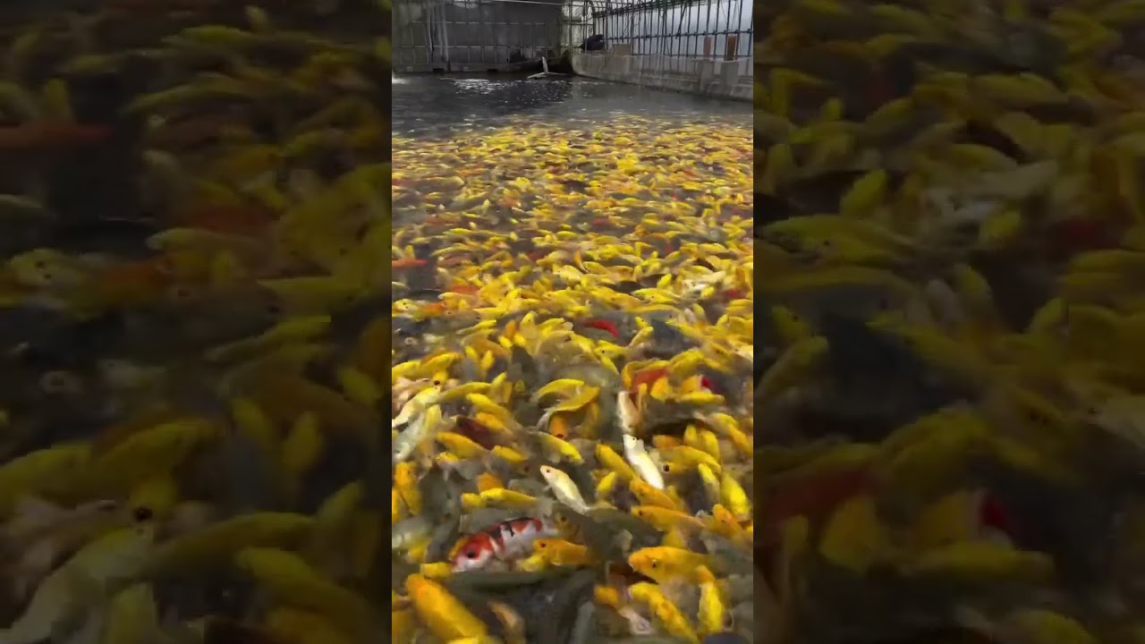 This is yellow days😂 