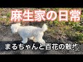 【田舎暮らし】まるちゃんと百花の散歩風景