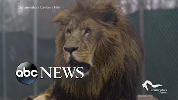 Does the Minnesota Zoo have hyenas?