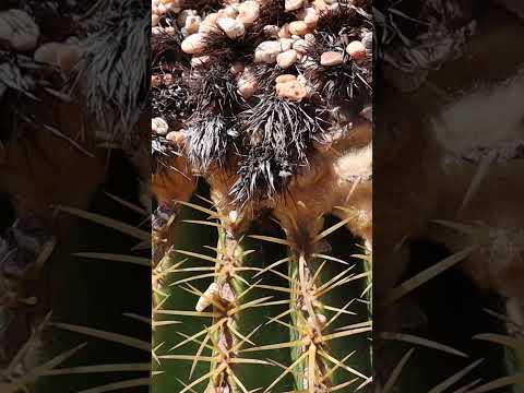 Video: Plantas de cactus barril: aprenda sobre las diferentes variedades de cactus barril