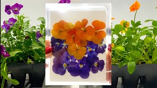 Pansies VIOLA Purple & Orange I How To Press A Flower To Sell Them Online