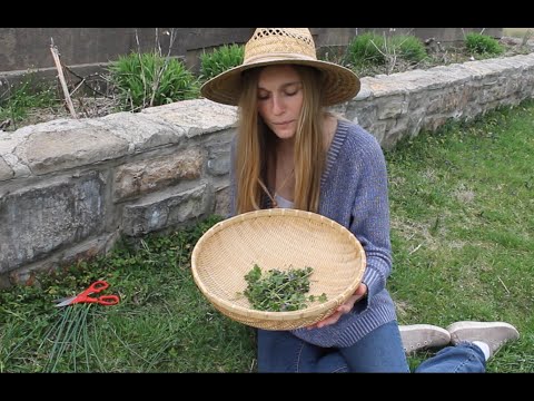 Video: Kan du spise krybende Charlie-planter – plukning og tilberedning af spiselig formalet efeu
