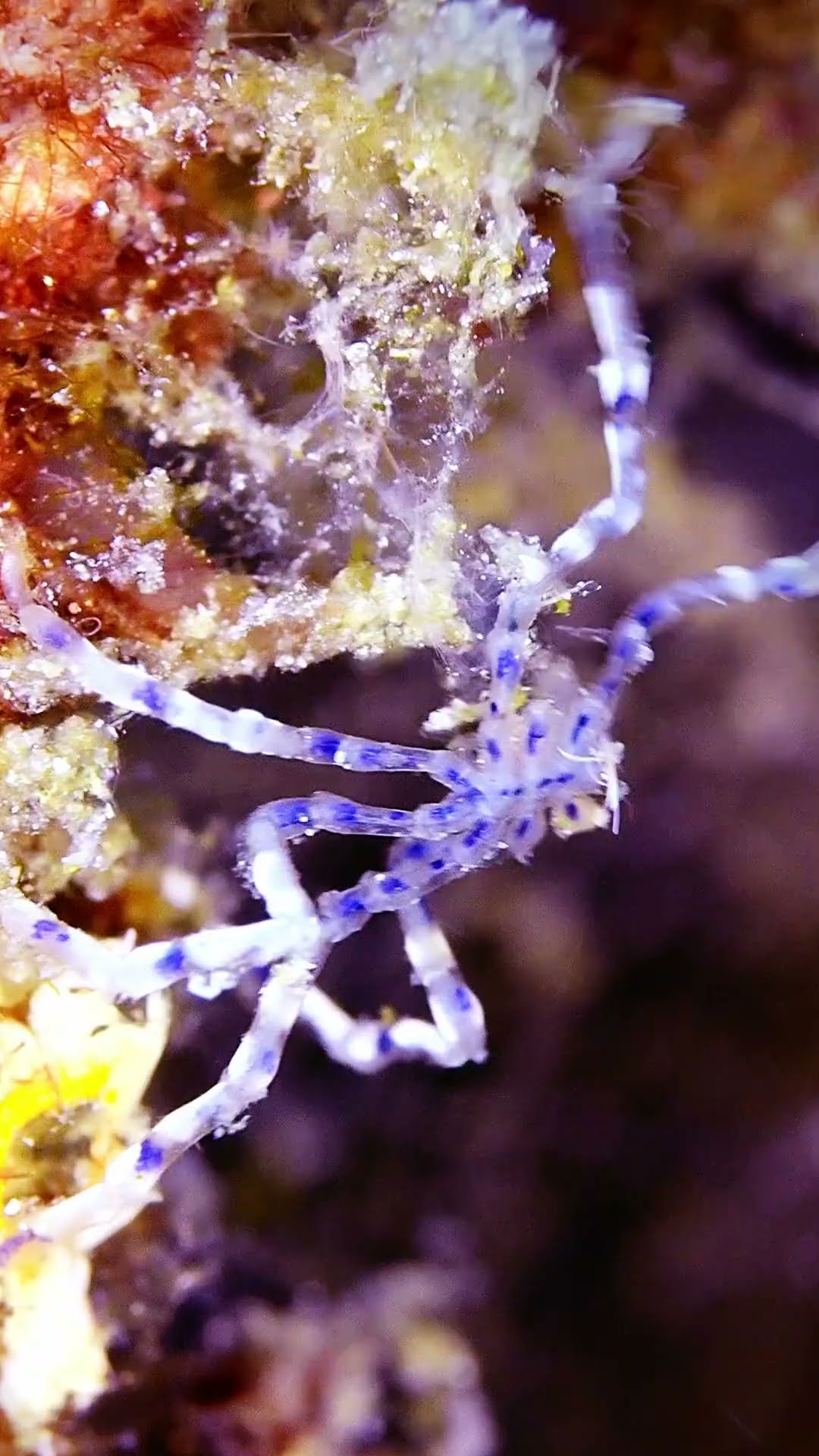 Spider-like Sea Creature In Raja Ampat Regency || ViralHog