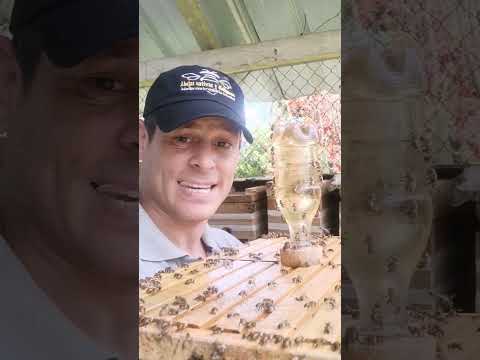 Video: Bebedor de abejas: aprende y crea el tuyo propio