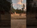 She’s a cutie #deer #timelapse #nature #shorts