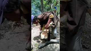 Highlight 0:00 - 1:15 from LIVE! ASMR Coconut Peeling Skill, Countryside Life