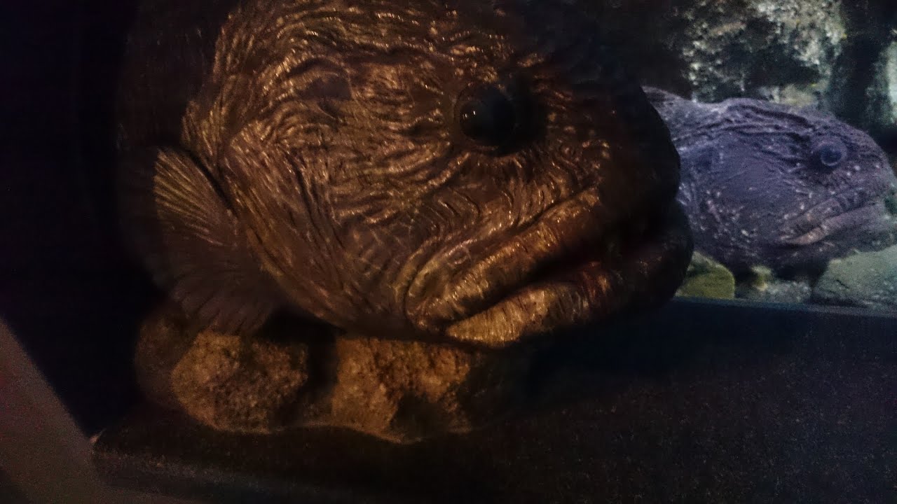 未世界 Live in Japan(2011.12.21) / ズ