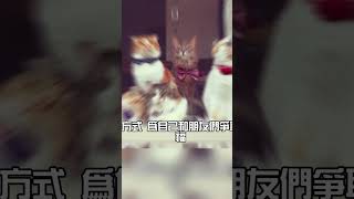 iPhone一番賞 貓貓故事版 (4) #92無籤  #太玄了 #蹦闆