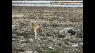 Peru 2012: Vicuñas in the Andes Vicunas Cousin