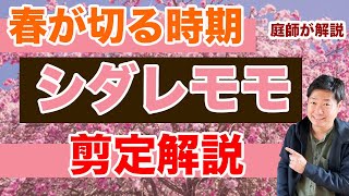 春が剪定シーズンのシダレモモの基本のお手入れと特徴を解説【庭師が解説】