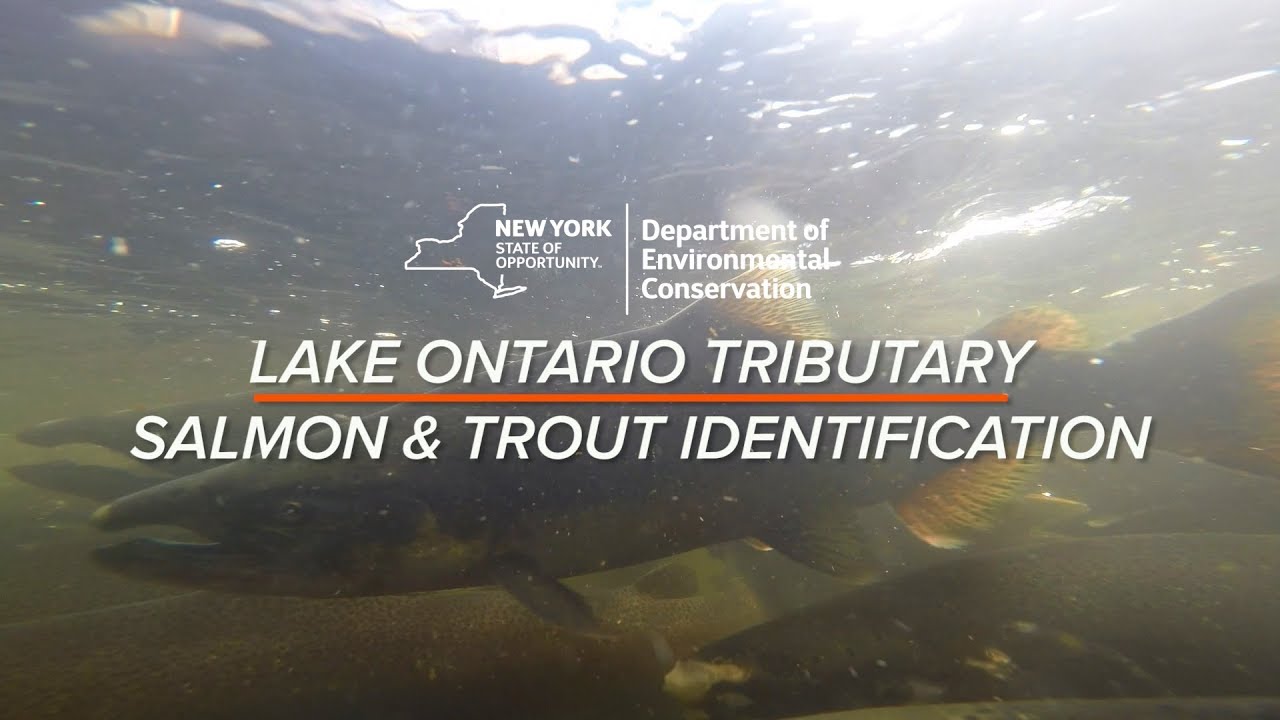 Lake Ontario Tributary Salmon & Trout Identification 