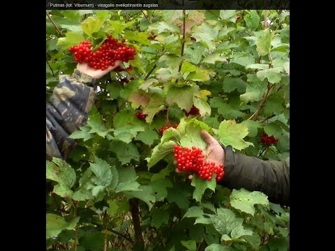 Video: Ar viburnum opulus uogos yra valgomos?