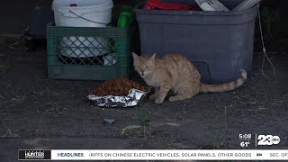 Looking After the Abandoned: Local volunteer group worried for stray animals as days heat up