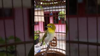 Download Lagu Pleci Monty Ngriwik Saat Di Therapy MP3