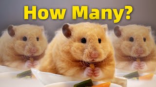 Сколько хомяков у меня на самом деле? How Many Hamsters Do I Actually Have?