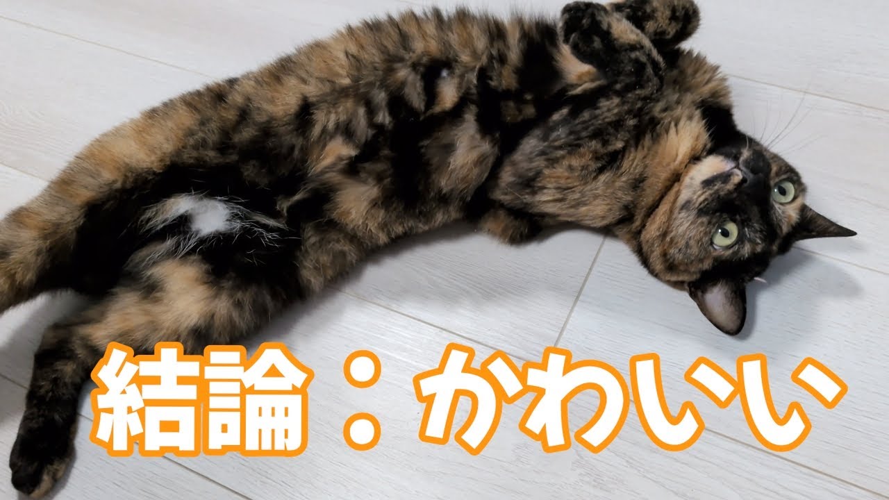 【サビ猫】あずちゃん観察 ※ただ、癒やし。