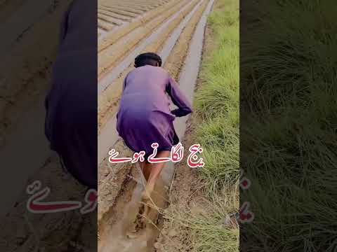 Soybean Farming Step-by-Step