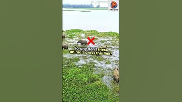Why Animals Don