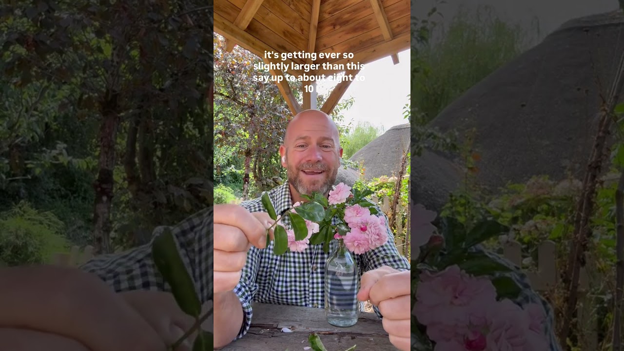 Personal growing review of rambling rose ‘Rural England’ ￼ from 