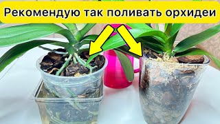 Лучше так ПОЛИВАТЬ орхидеи в Классической посадке и в Закрытой системе / Полив орхидей с удобрением