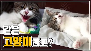 고양이 순화의 정석, 사나운 야생묘 파트라의 변화 / socializing a scared cat