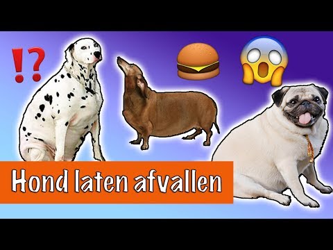 Video: Hoe Kan Ik Mijn Hond Laten Afvallen?